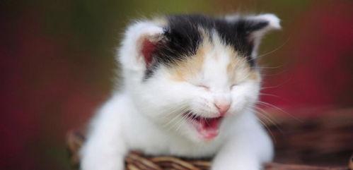 娱乐吃瓜酱小猫被薅起来